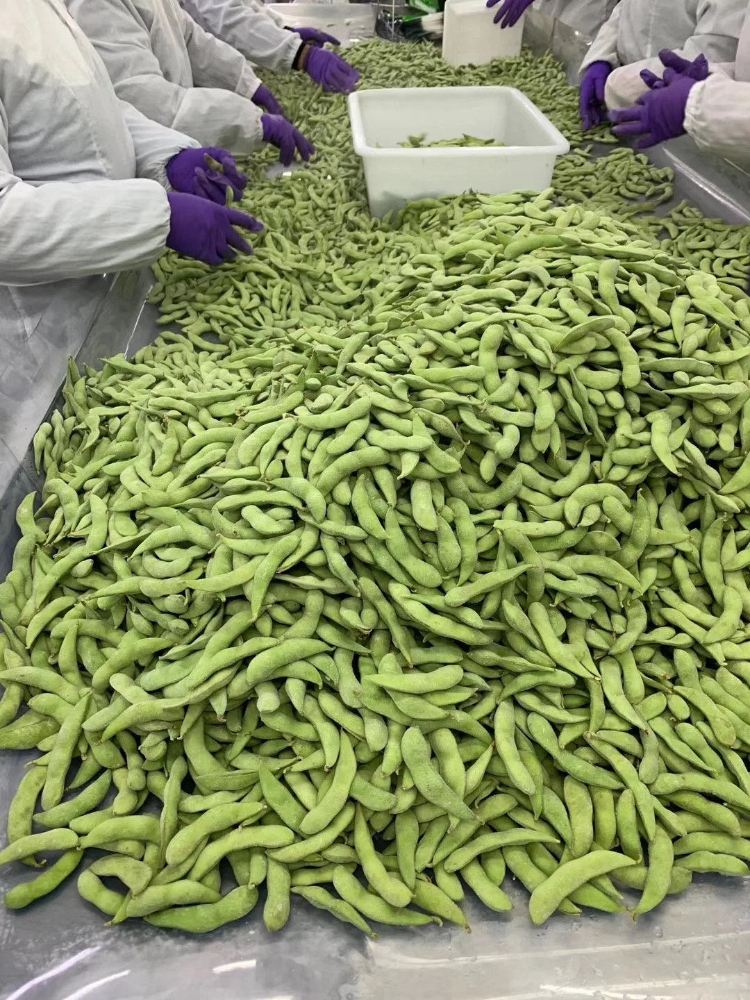 Aliments surgelés IQF pois écossés Edamame ensemble de la Chine usine