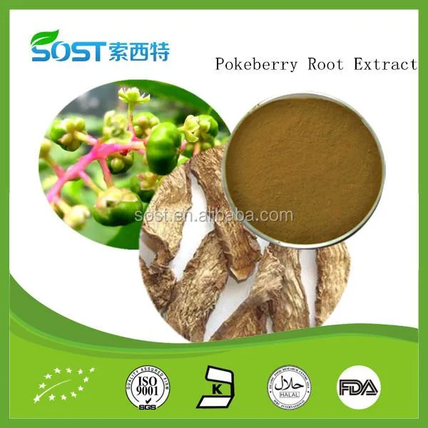 Chinês natural pokeberry ervas extrato de raiz / Radix Phytolaccae Extraia /Shang lu extraia