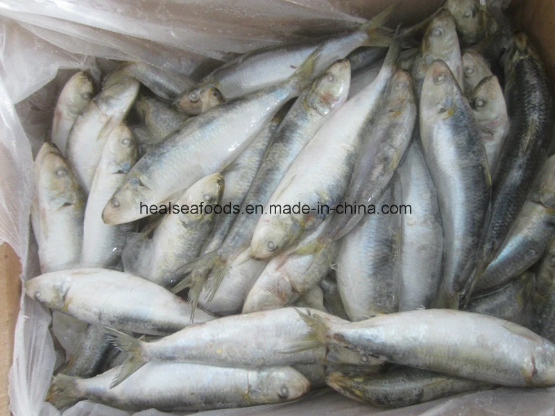 Big Sardine Fish (about 60pieces per carton)