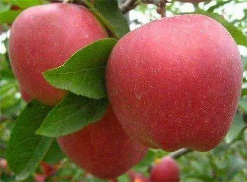 Rojo dulce de manzana Fuji