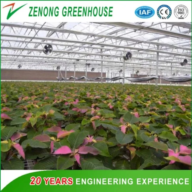 China Easy Installed Low Cost Plastic Film Greenhouse for Agriculture/Cultivation/Planting Vegetables