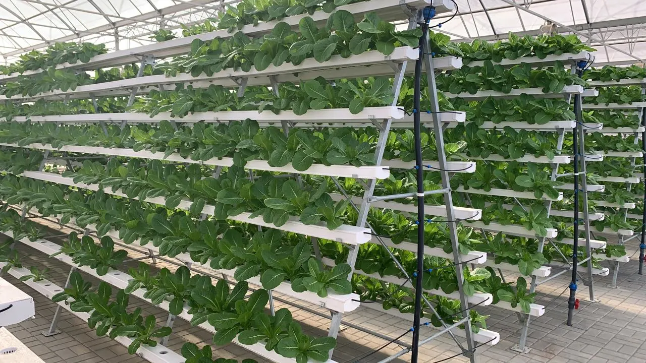 A agricultura moderna Multi-Span Vidro personalizada do sistema de hidroponia Estufa com sistema de irrigação para produtos hortícolas Flores alfaces