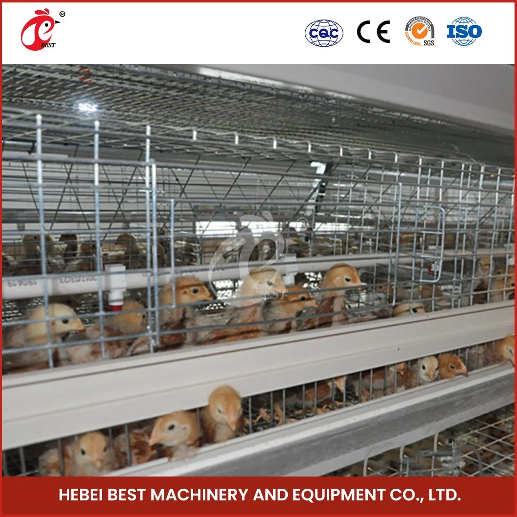 Bestchickencage China Brick Chicken House Manufacturers H Frame Automatic Boriler Cages Custom Iron Material Cages for Chickens Low Amount