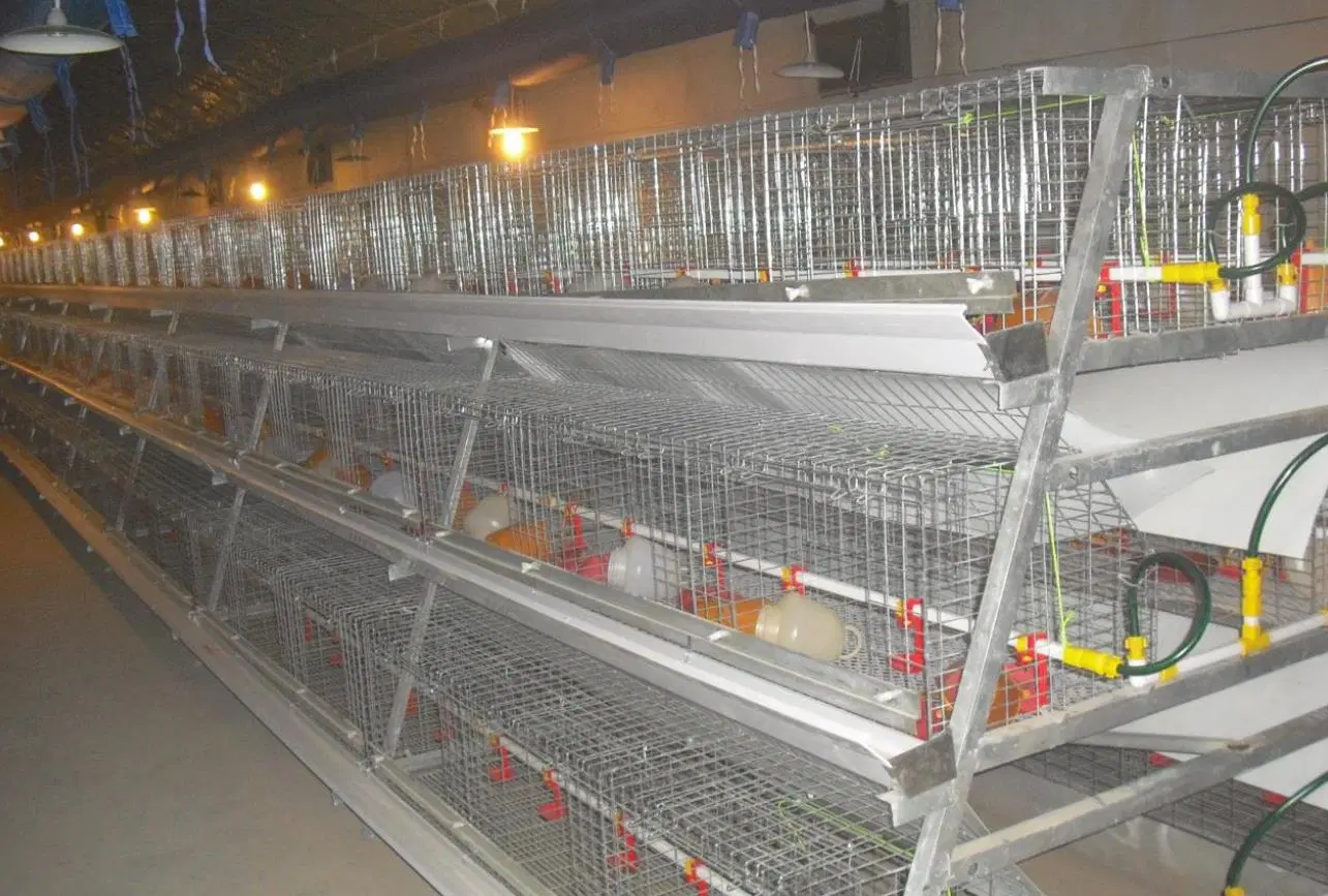 Geflügel Farm Ausrüstung Hot Verzinkt Automatische Hühnerfarm Geflügel Käfig System-/Batterieschichtkakeals für Broiler/Geflügelfarm