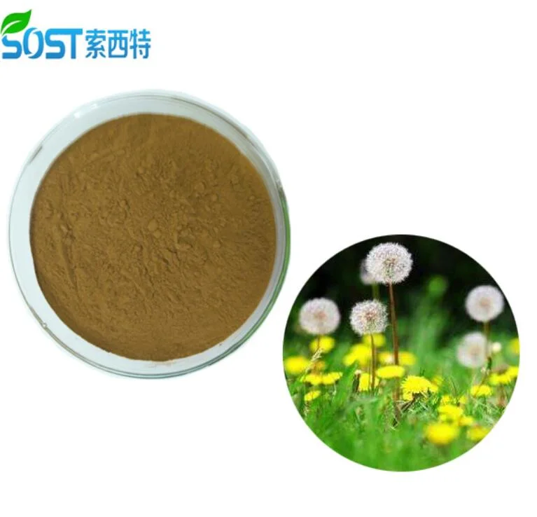 علاج بالأعشاب الصينية 100 ٪ طبيعي 10:1 dandelion مستخلص