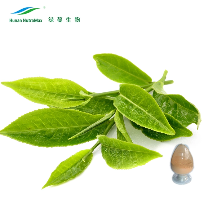 Organic Green Tea Extract with Polyphenols 98%, Catechin 70%, EGCG 50%