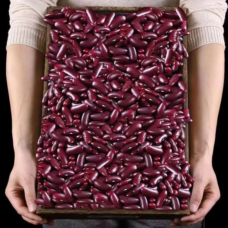 Top Quality New Crop Dark Red Kidney Bean