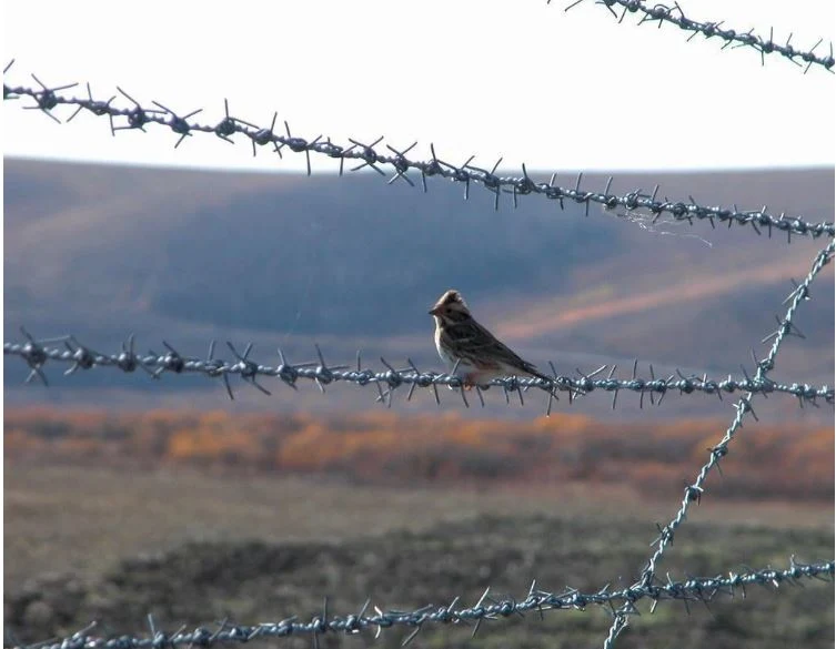 Anping Factory Supplier Galvanized/PVC Coated Security Fence Barbed Wire