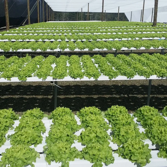 Hydroponics Comercial sistema de cultivo de hortalizas NFT invernadero