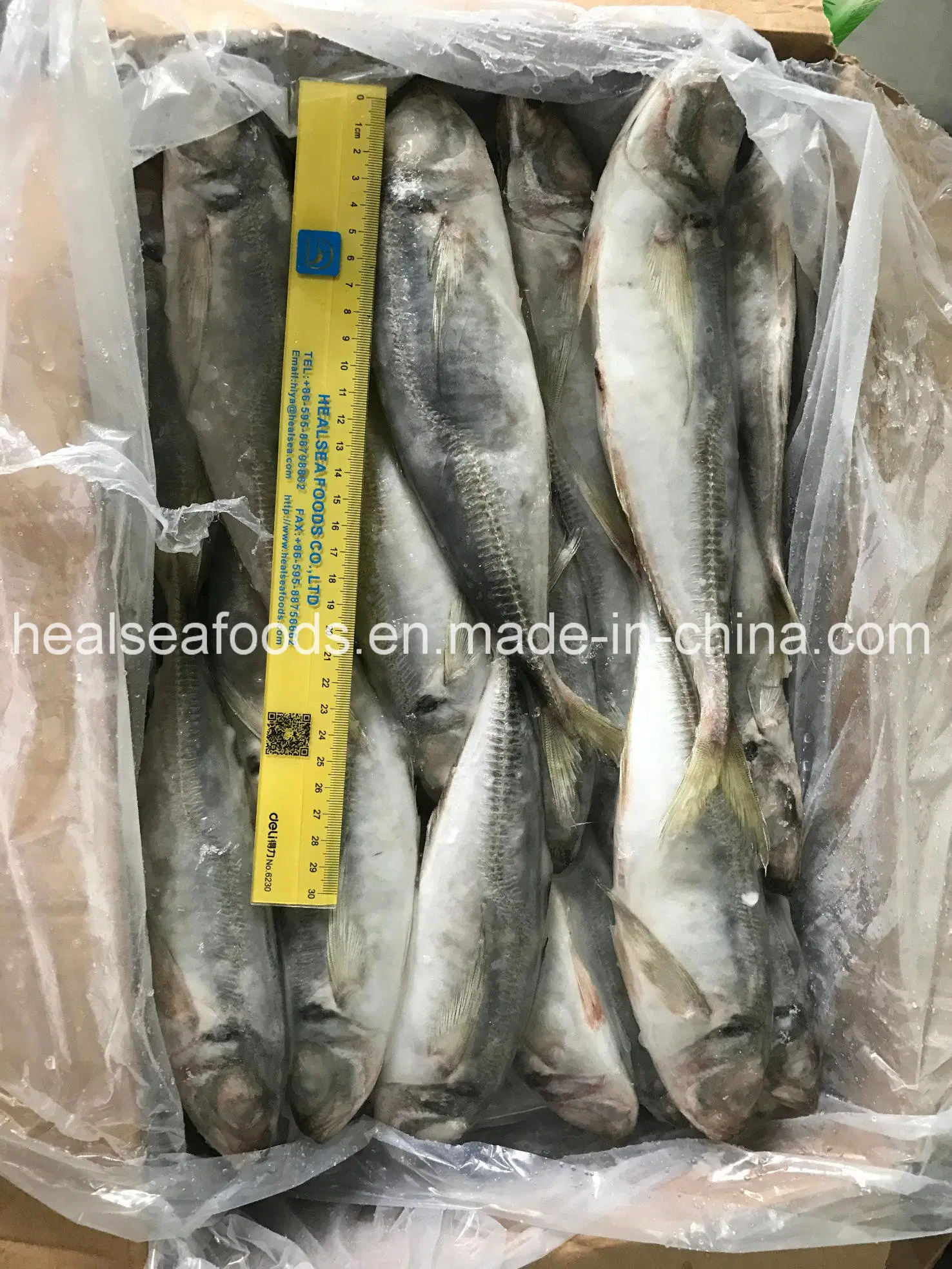 Block Frozen Big Eyes Horse Mackerel/Trachurus Japonicus