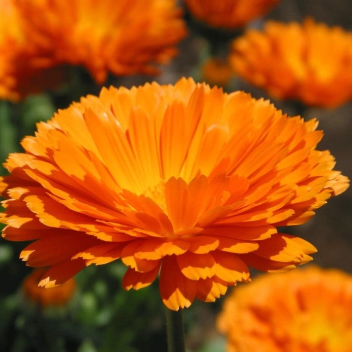 Завод Anti-Inflammatory извлечения Marigold извлечения/Календулы Officinalis Extract порошок