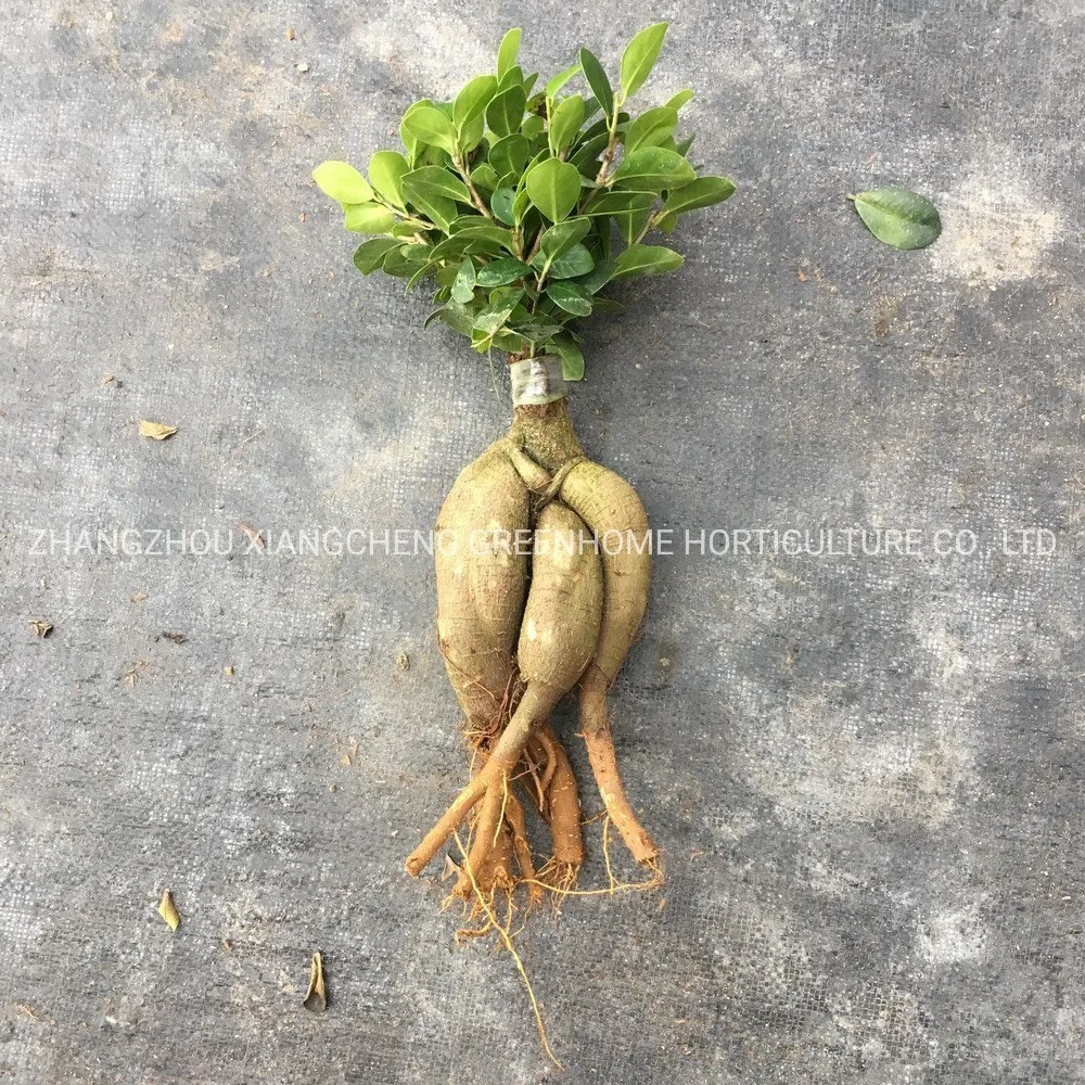 Le Ginseng d'arbres greffés Ficus Ficus Bonsai en provenance de Chine