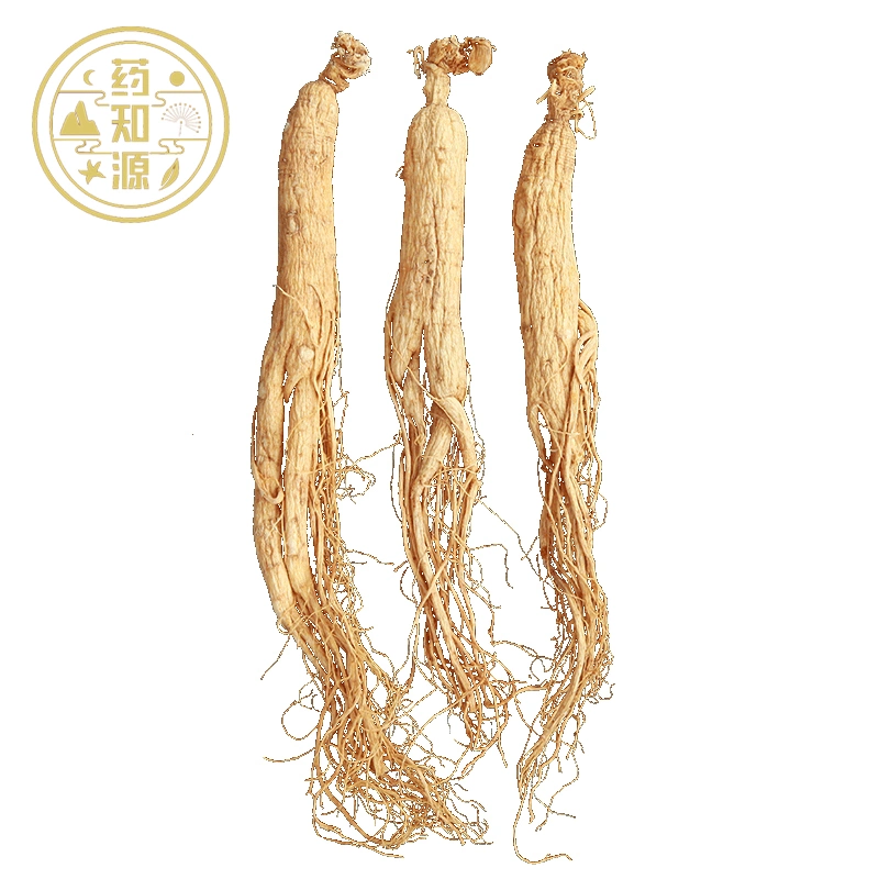 Ren Shen Natural Chinese Medicine Dried Ginseng Radix in Bulk
