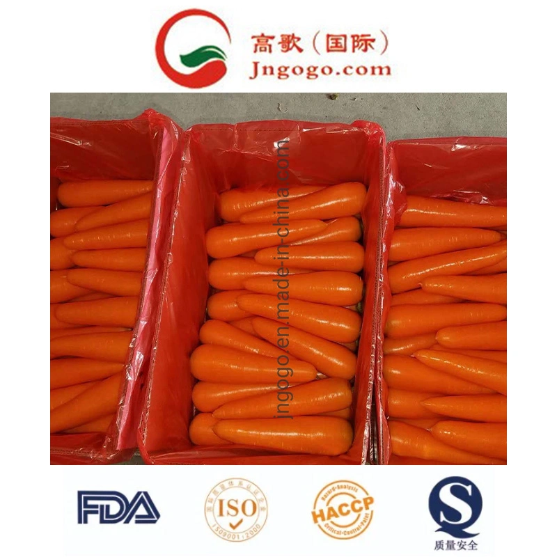 Good Quality for Export Fresh Carrot