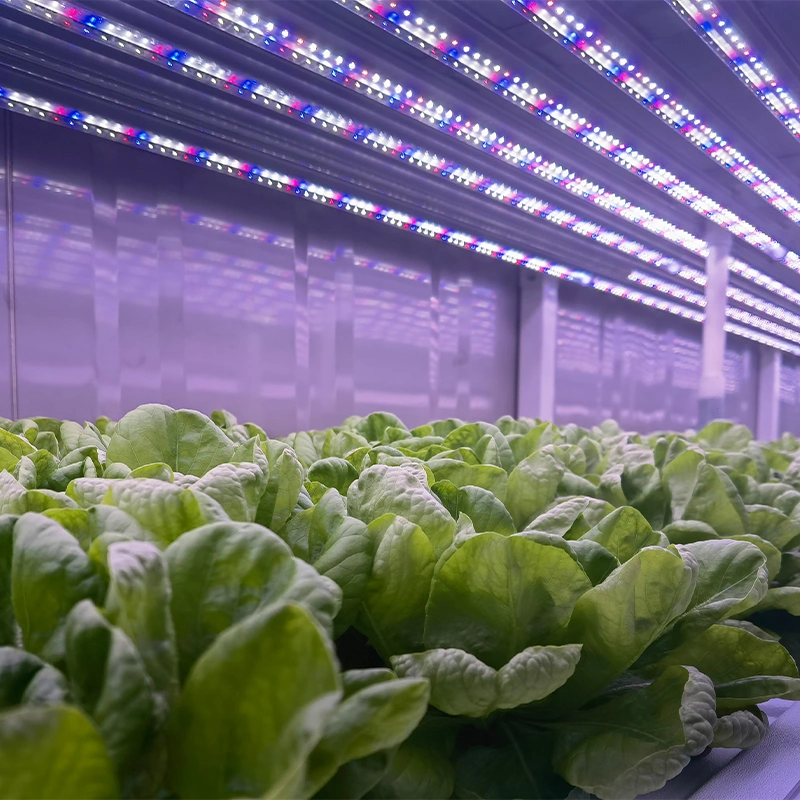 9600 * 650 * 2500mm kommerzielle kleine Größe Automatische Pflanzsystem Container Farm für Mircogrün Kräuter Tomaten