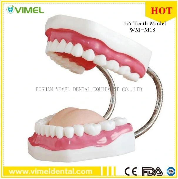 Dental Teeth Models 6X Used for Teaching Study and Hospital Dentist Material