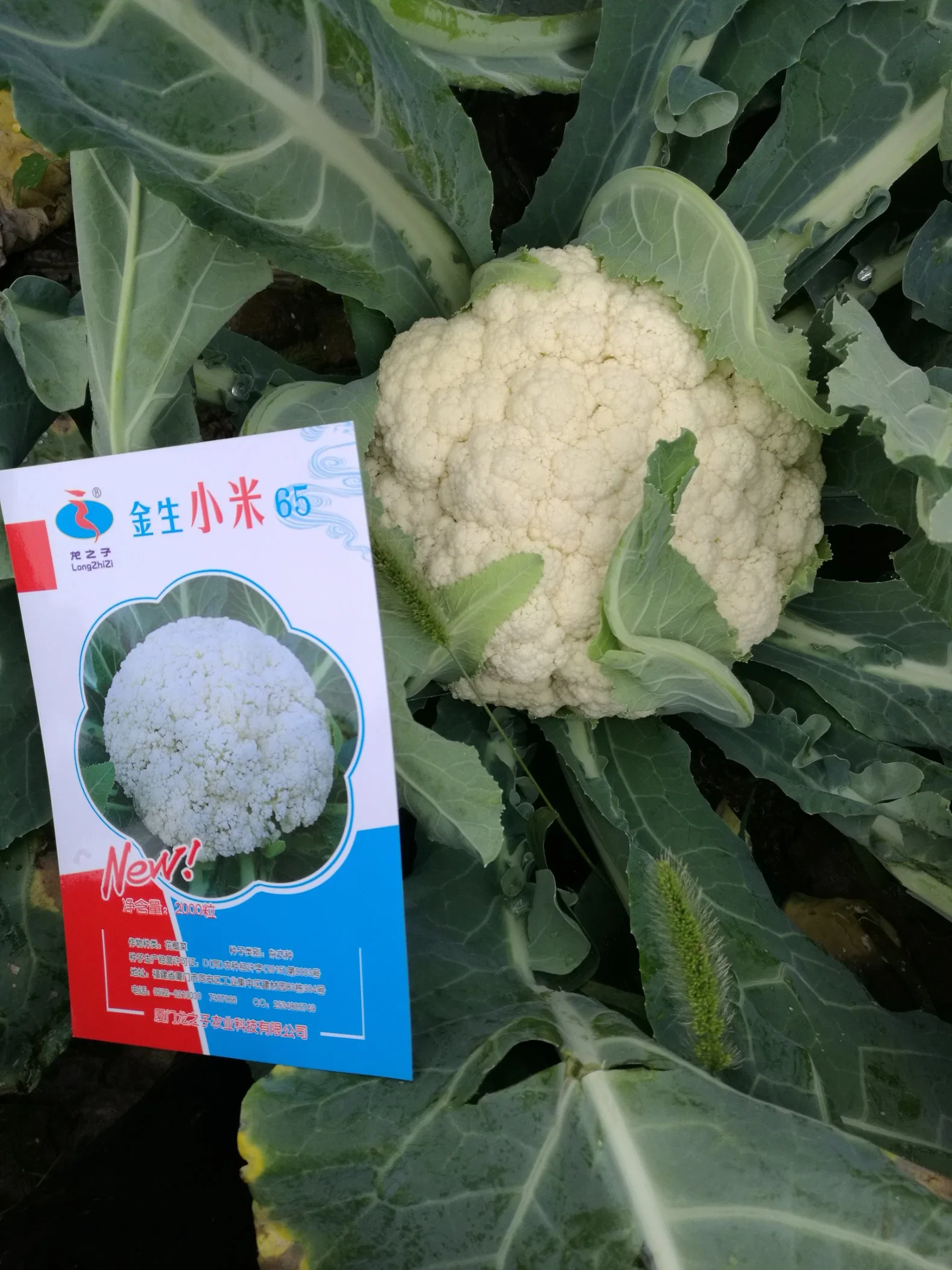 Resistencia a la enfermedad buena adaptabilidad semillas de CaulifLower White Semillas de brócoli