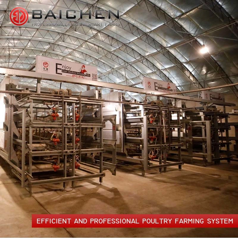 50000 Chicken Cages 4 Tiers Automatic H Type Battery Broiler Poultry