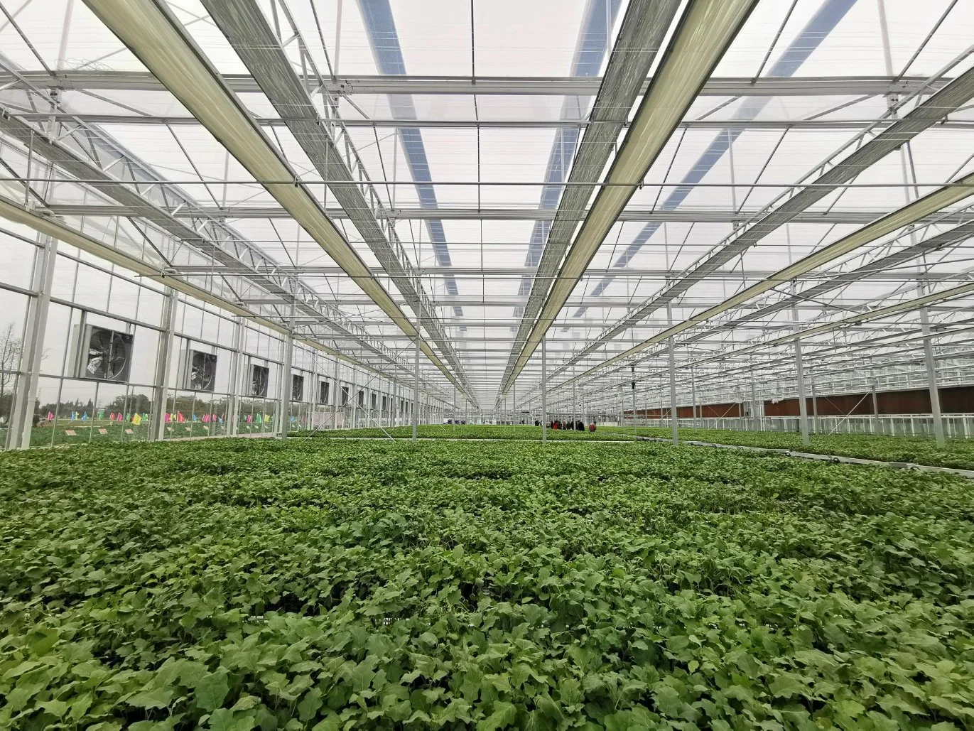 Single Layer Glass Greenhouse Galvanized Frame with Cooling/ Shading/Irrigation for Vegetable Cultivation