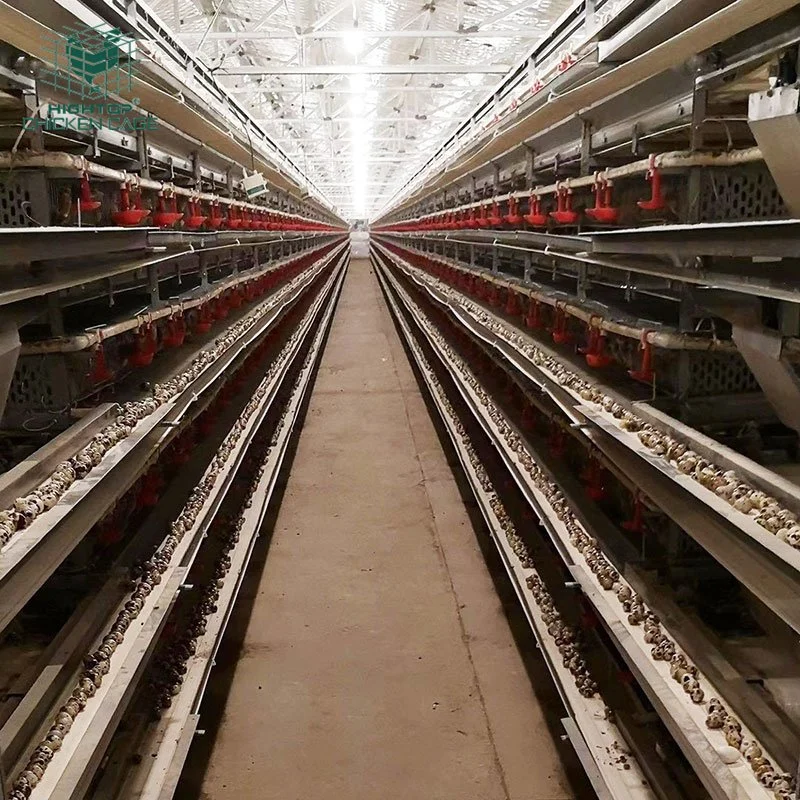 Quail Breeding Farm Equipment Commercial 5 Tiers H Type Metal Battery Layer Quail Cages with Automatic Feeding