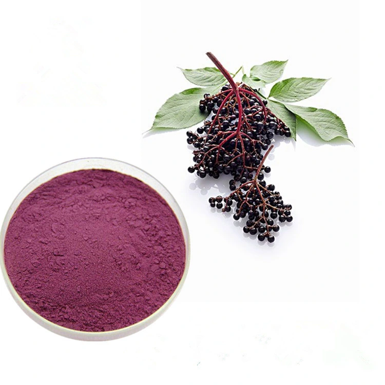 Sabor natural da baga o pó preto do extrato do elderberry da fruta com imune Suporte e antioxidante