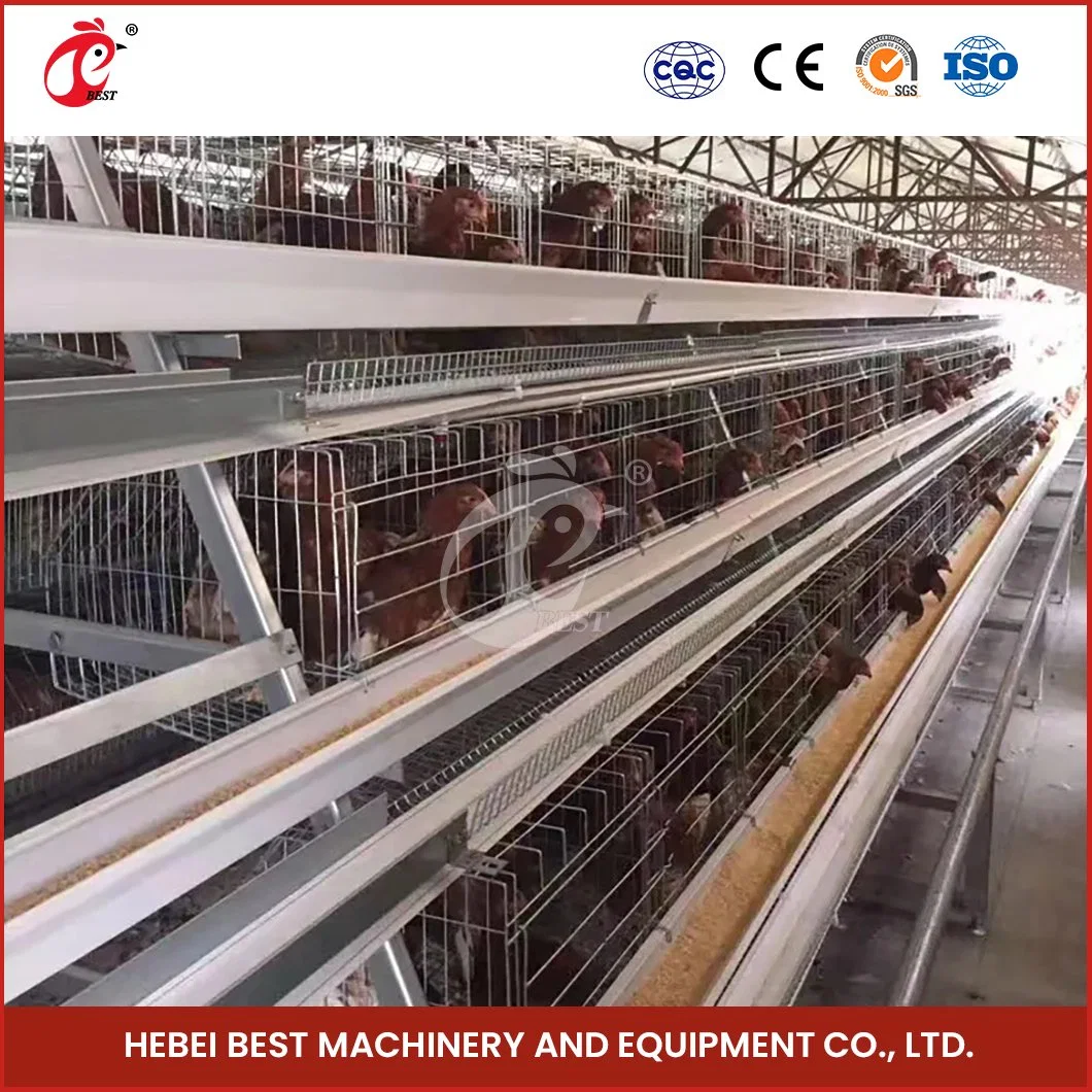 Bestchickencage Ordinary Type Layer Cage China Big Layer Coop Factory Sample Available Oxford Material Layers Cage 1000 Chickens Poultry Farm