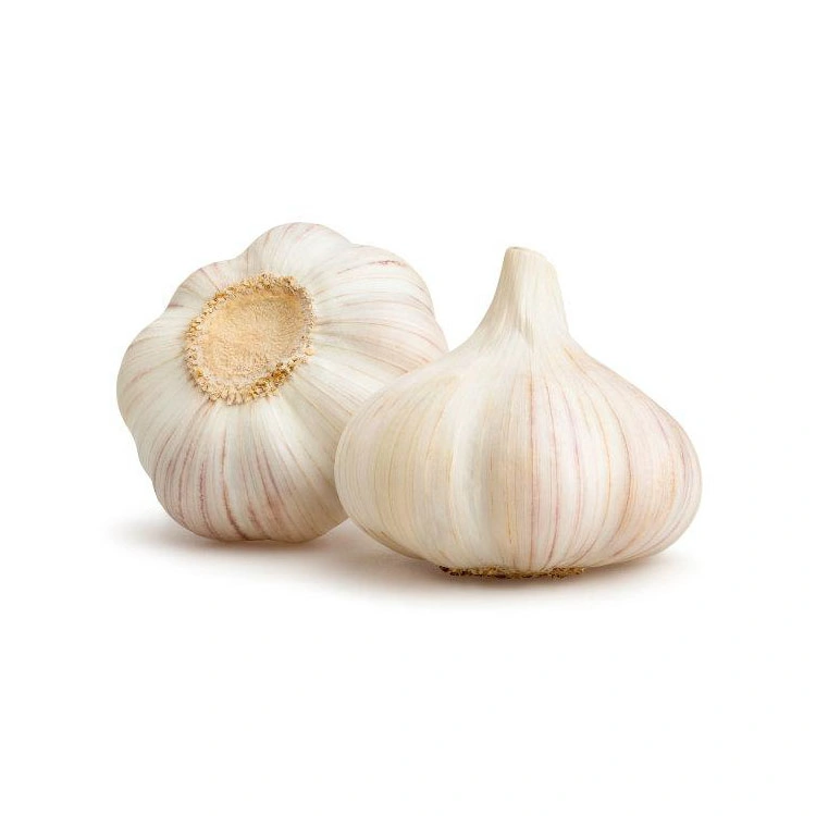 Fresh Solo Garlic From China