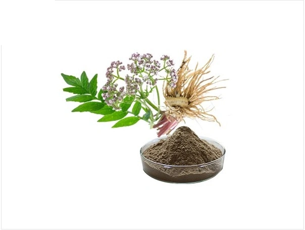 Valerian Extract Valeriana Officinalis L 0.8% Valerianic Acid