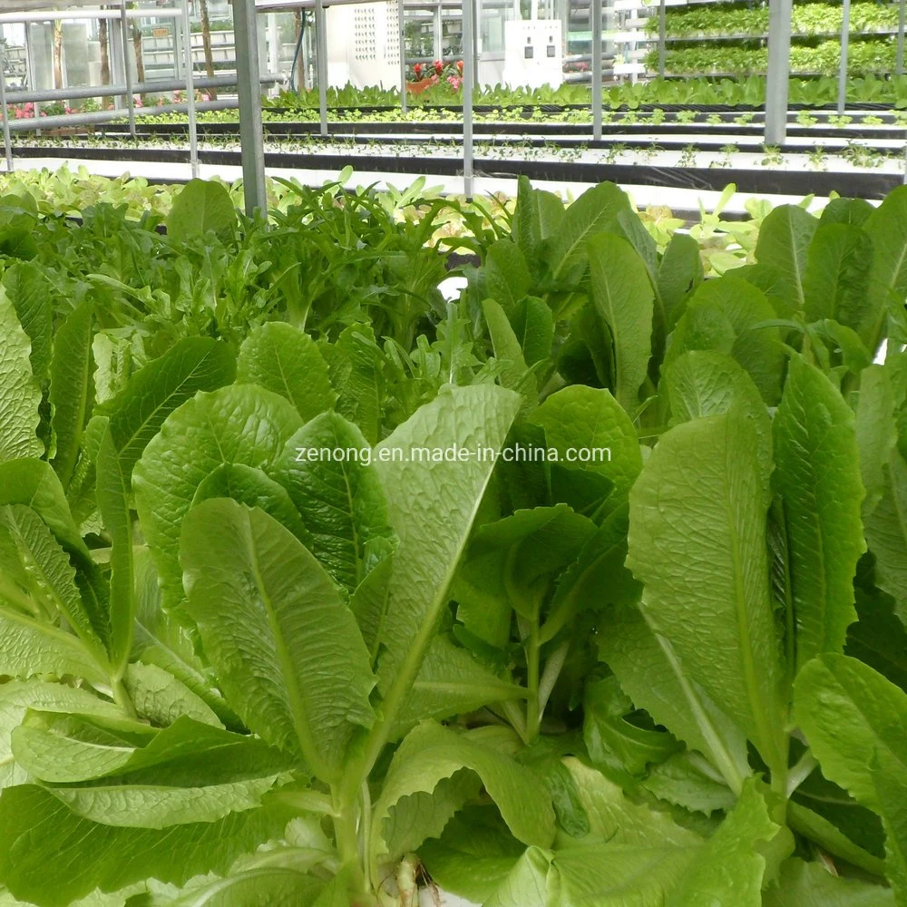 Agua Dwc Hidroponía Flotante Los sistemas de cultivo de fresa, la lechuga en invernadero