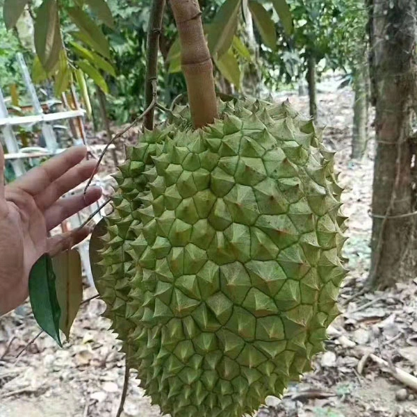 Touchhealthy Supply Durio Zibethinus Seeds/Durian Seeds