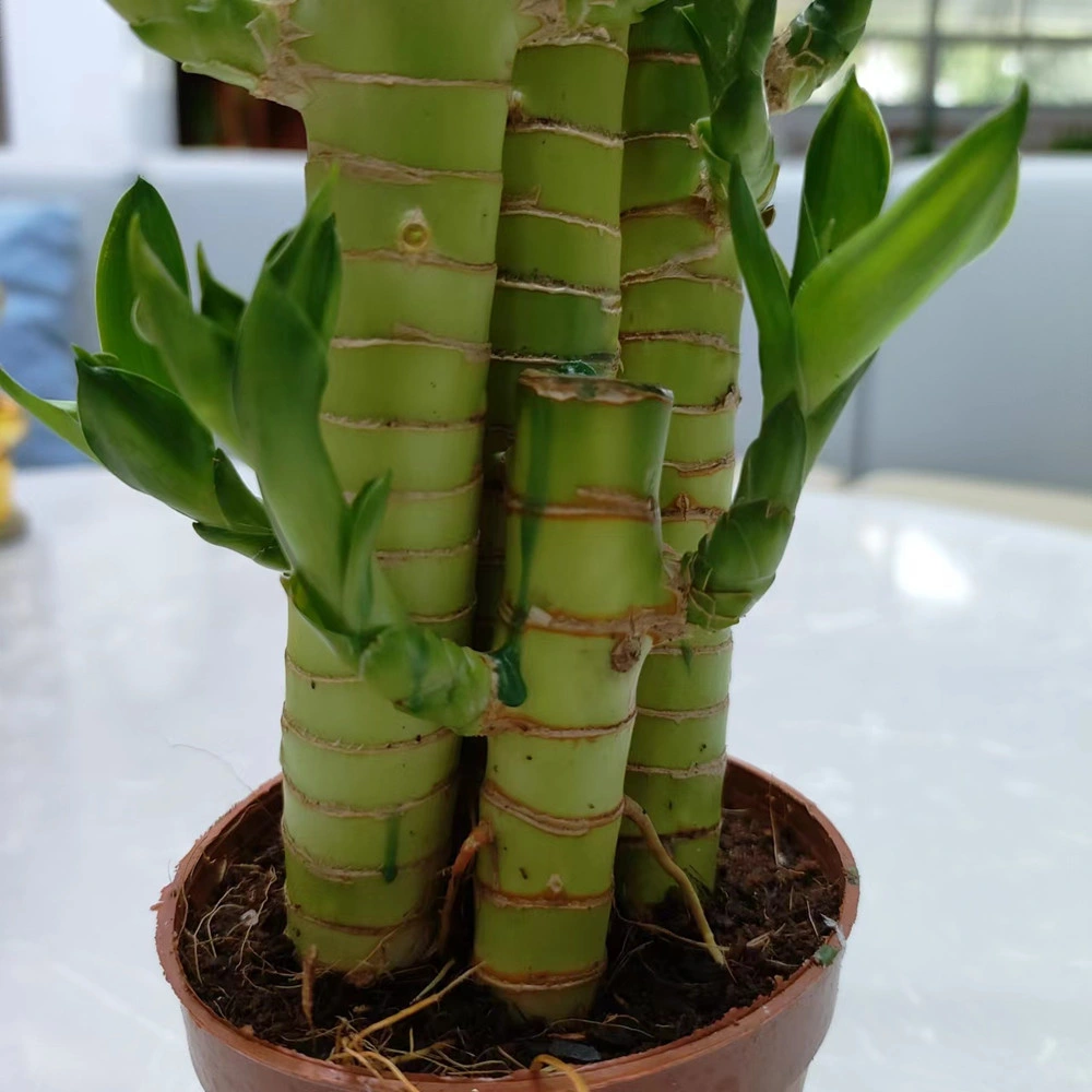 Dracaena Sanderiana Lucky Bamboo Live Plant Bonsai Nursery Home Decor