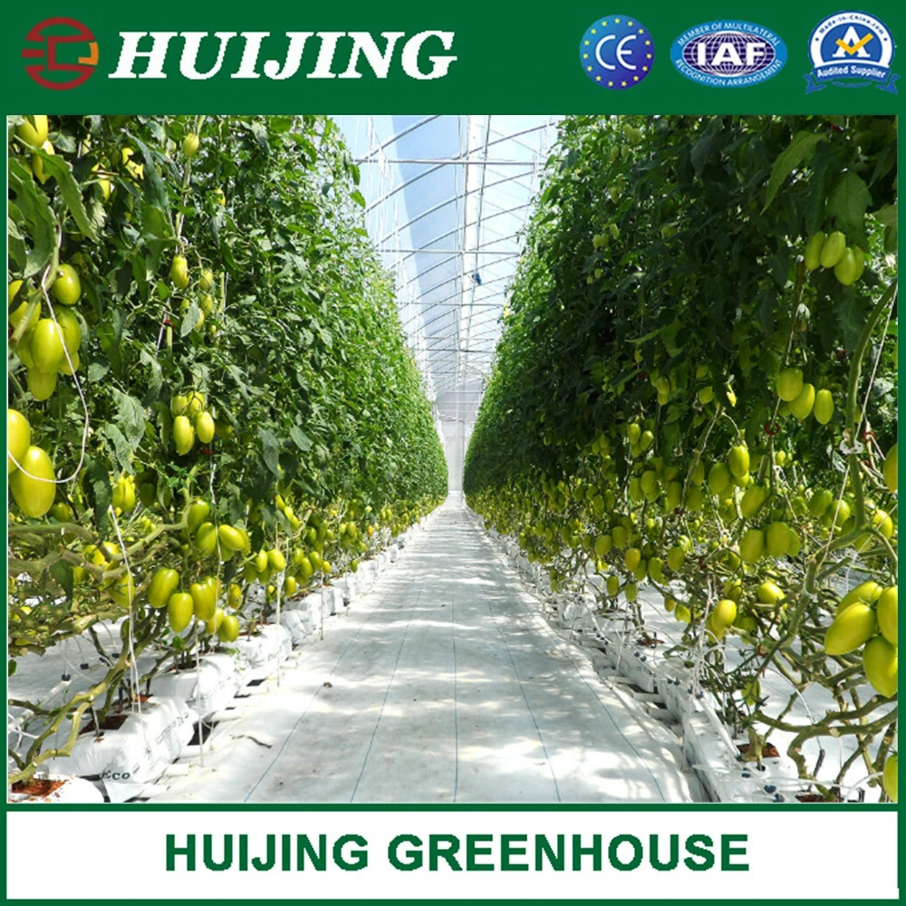 Customized Multispan Film Greenhouse for Tomato Growing