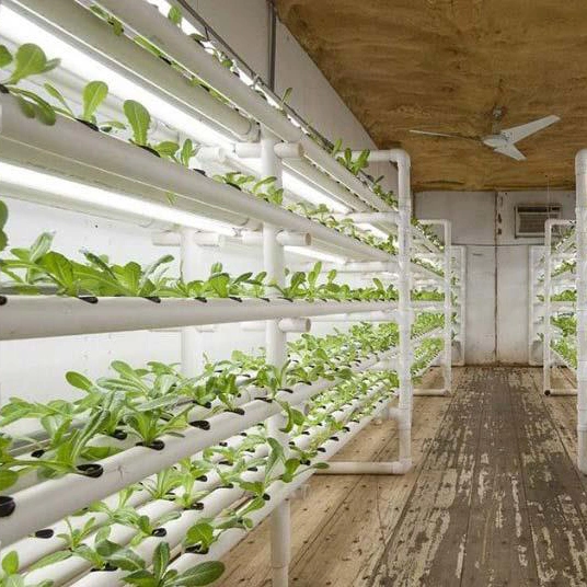 Das Gewächshaus der Smart Farm ist mit einem ausgestattet Vertikale Hydroponics Behälter für Mikrogemüse