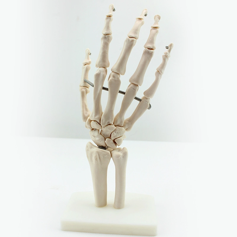 High quality/High cost performance  PVC Humam Anatomical Model Hand Bone