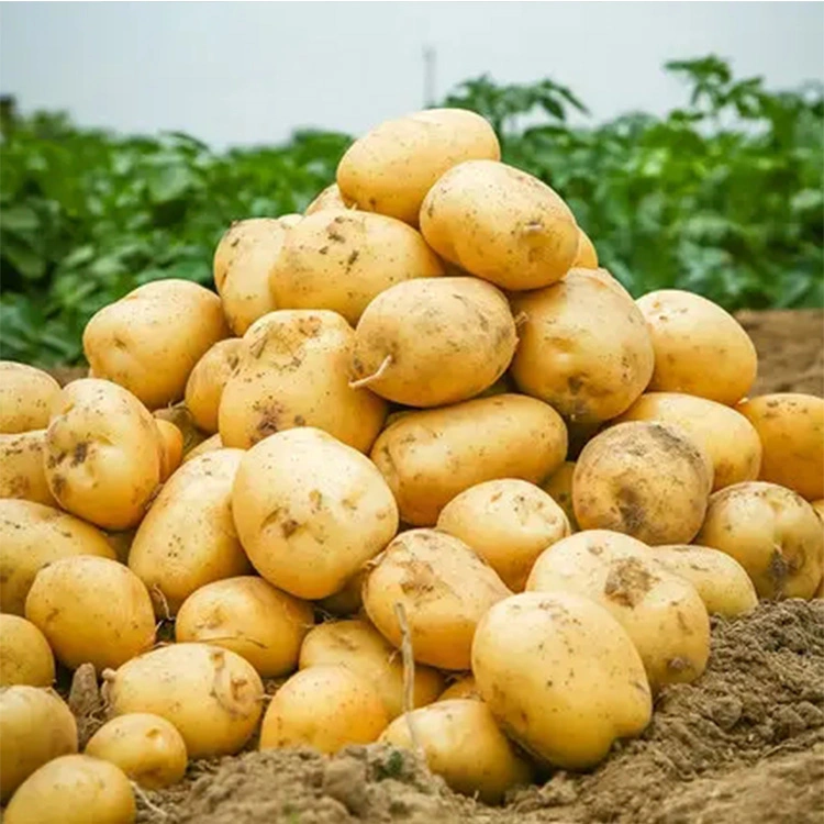 New Crop Yellow Fresh Potato Wholesale/Supplier