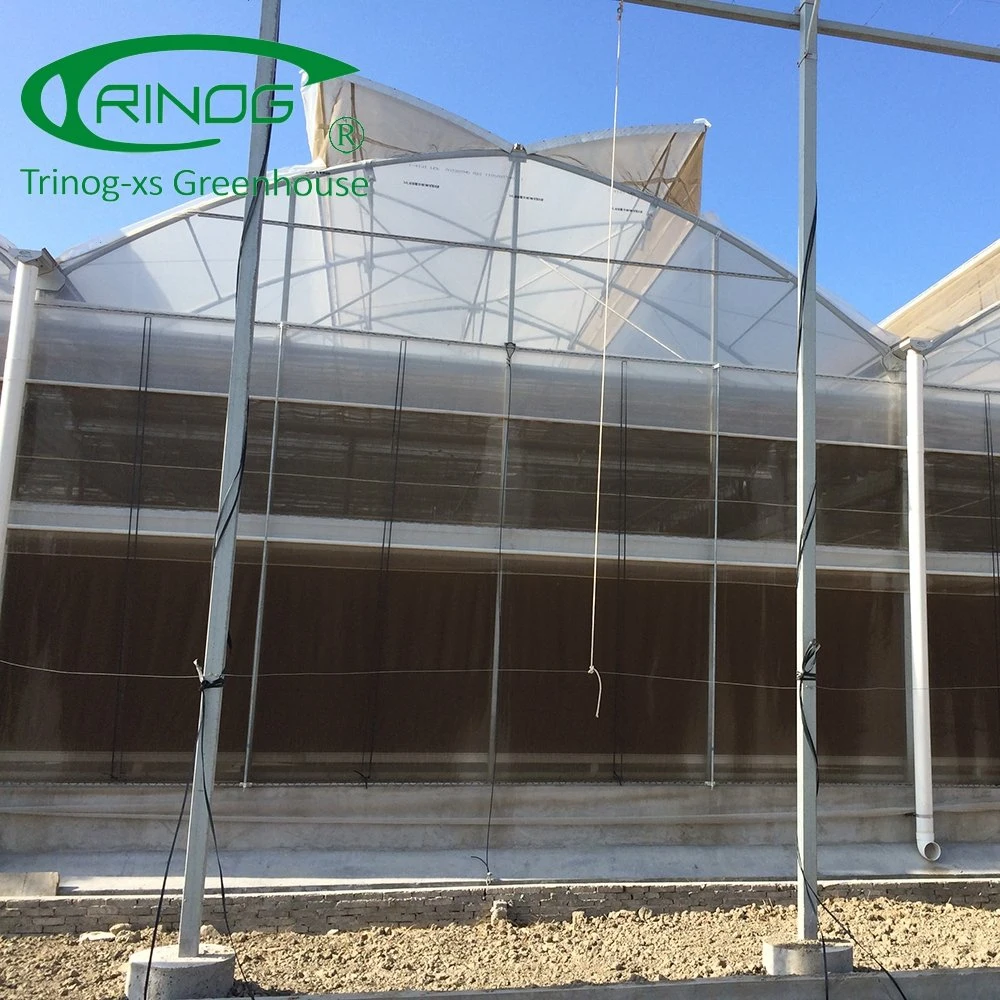 Professional Multi-Span Tunnel/Arch Type PE/Po Film Plastic Greenhouse for Tomato/Cucumber Straweberry Hydroponic Growing