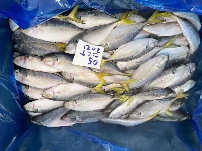 Самый дешевый из свежих морепродуктов замороженные желтые задние Йемена Yellowtail Scad рыбных продуктов питания