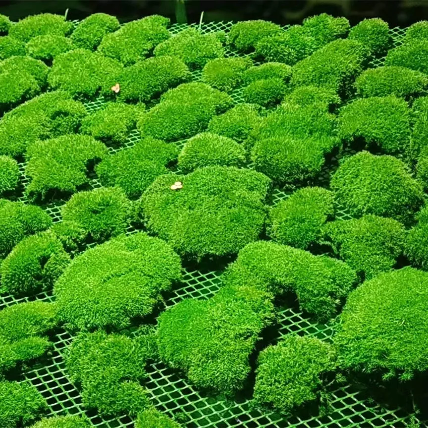 Wholesale/Supplier Hot Seller Home/Wedding/ Wall Decoration Preserved Reindeer Green Hair Moss