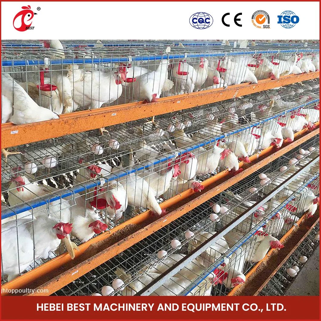 Bestchickencage Tipo corriente capa jaula China criado capa de pollo Coop Proveedor OEM personalizado Plata/Blanco/Amarillo Pollo huevos ponedoras jaulas