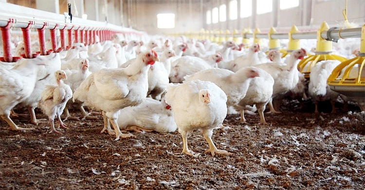 Estrutura de aço de aves de exploração para o frango