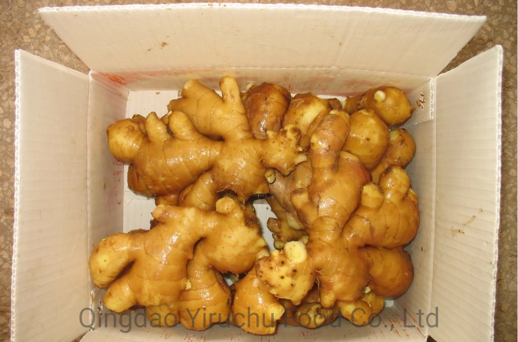 China Dry Ginger Chinesischer Ingwer Luftgetrockneter Ingwer Frischer Ingwer