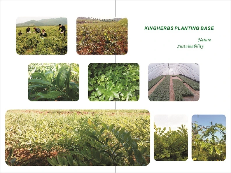 High quality/High cost performance  Black Tea Extract Theaflavines