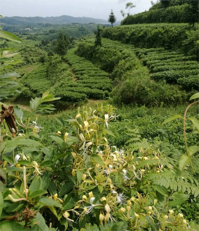 Gesund, keine Verschmutzung, 2023 New Harvest Green und Black Tea