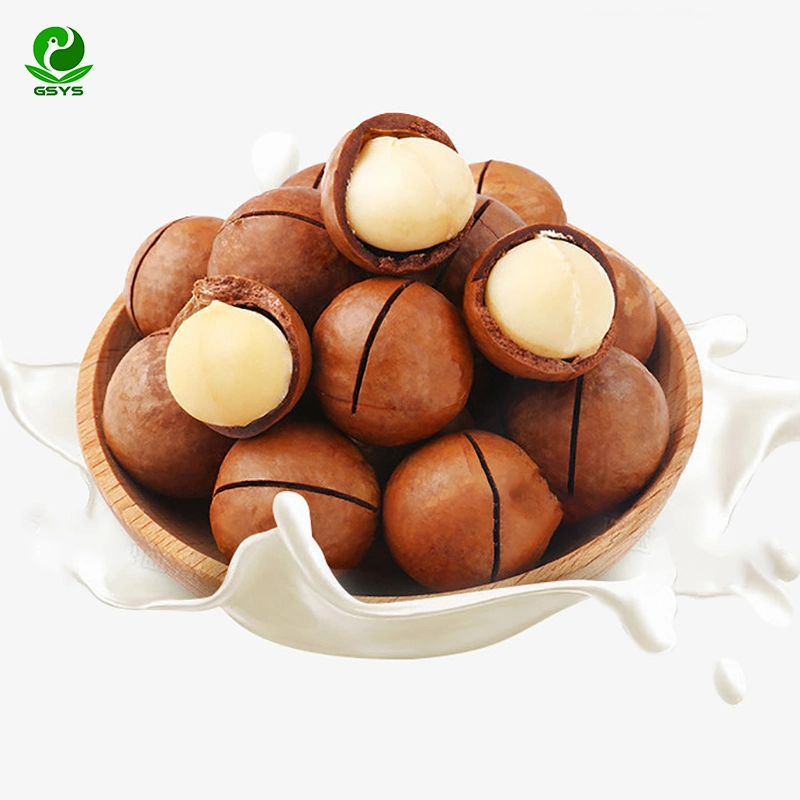 New Crop Yunnan Raw Macadamia Nut in Shell