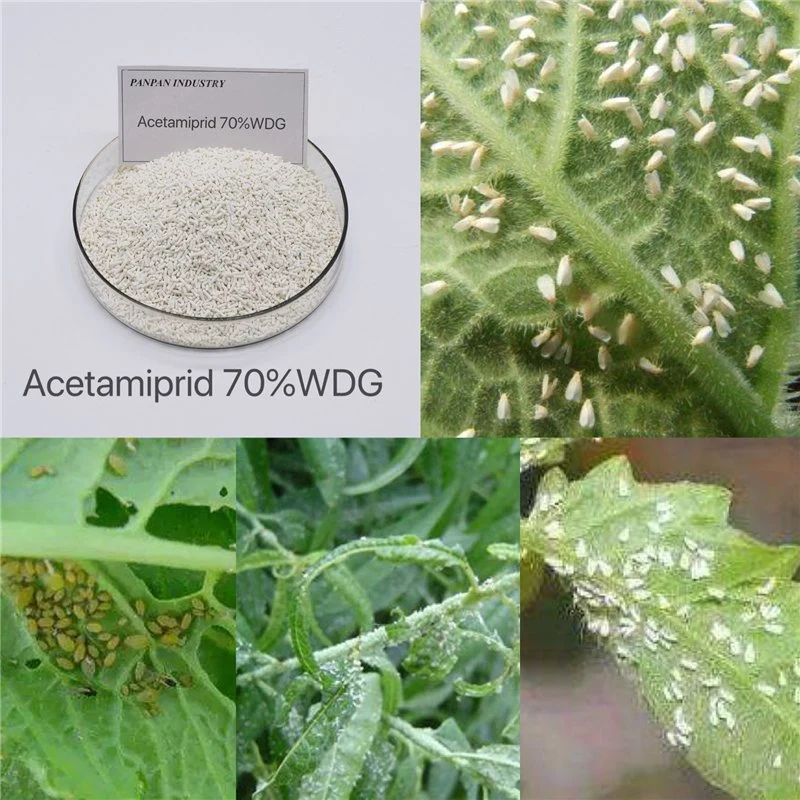 China Manufacturer Kill Pest Acetamiprid 70%Wdg