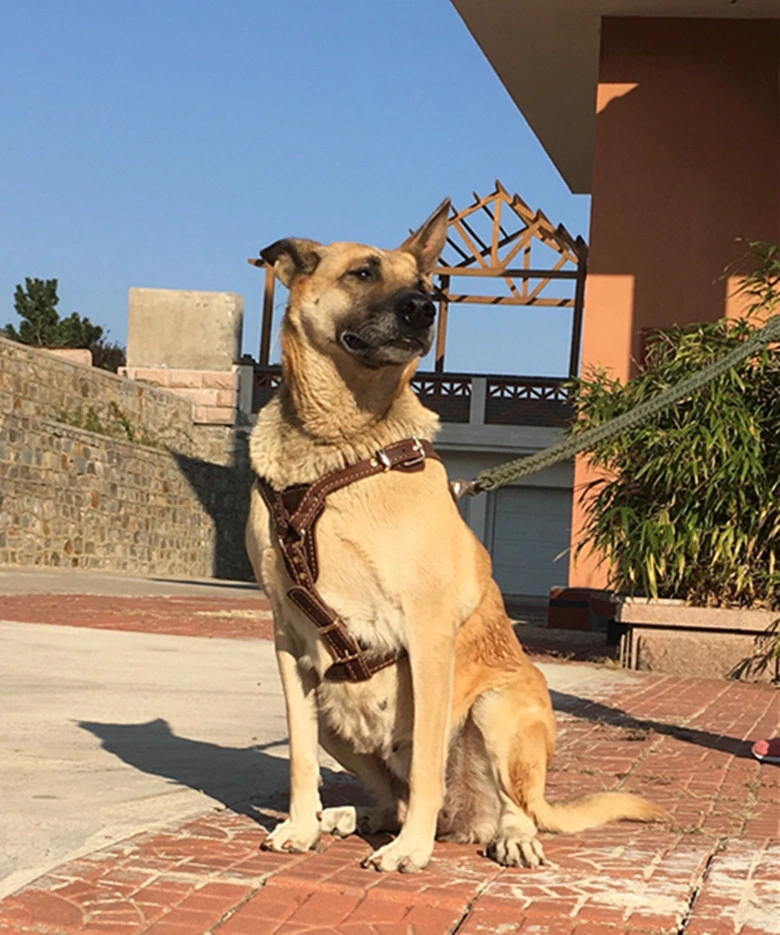 Alimentação para animais de duas camadas de valentão Extra resistente Pet de couro Golden Retriever Colar do Chicote para grandes cães