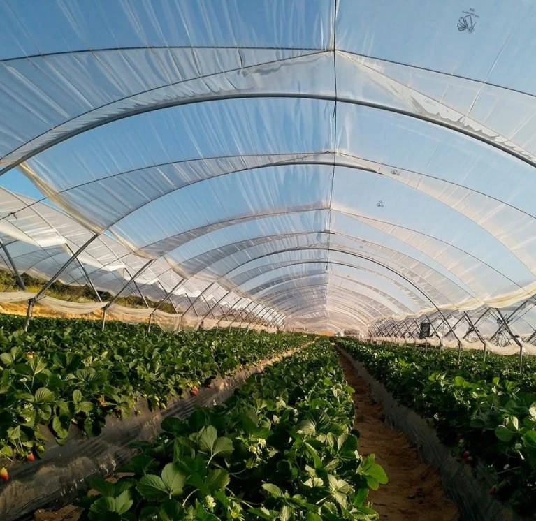 Túnel de comercial de la agricultura de invernadero vegetal de la película de plástico