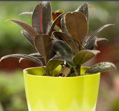 Hot Sale plantas de borracha Ficus Tineke