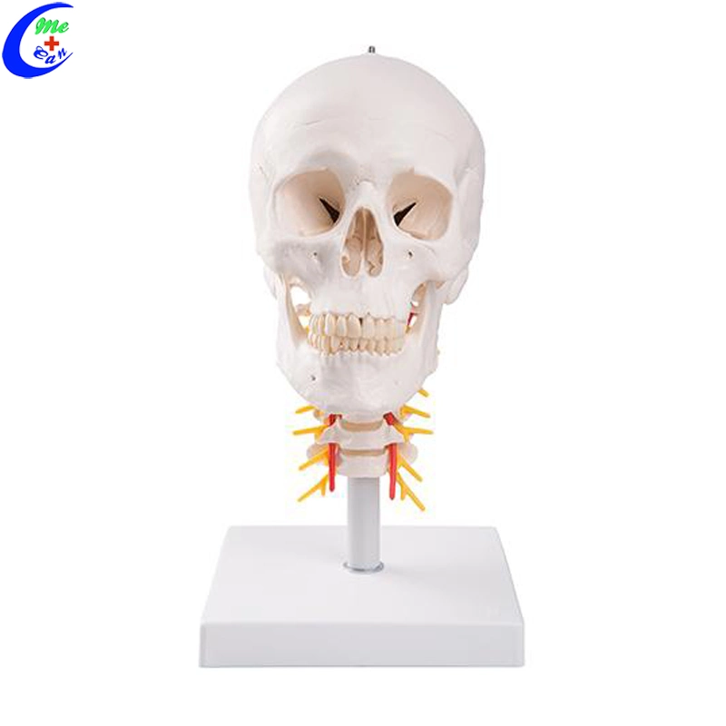Medical Human Anatomy Colored Skull Model