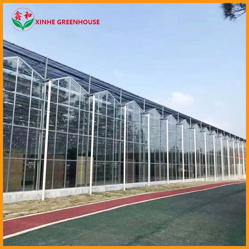 Barata de efecto invernadero de vidrio Multi Span Venlo sistemas de cultivo hidropónico de efecto invernadero